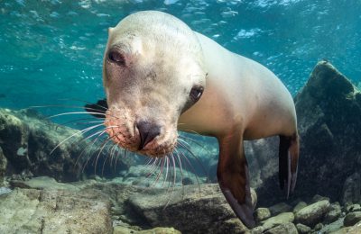 foca-Marcello-di-francesco