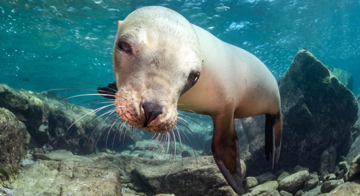 foca-Marcello-di-francesco