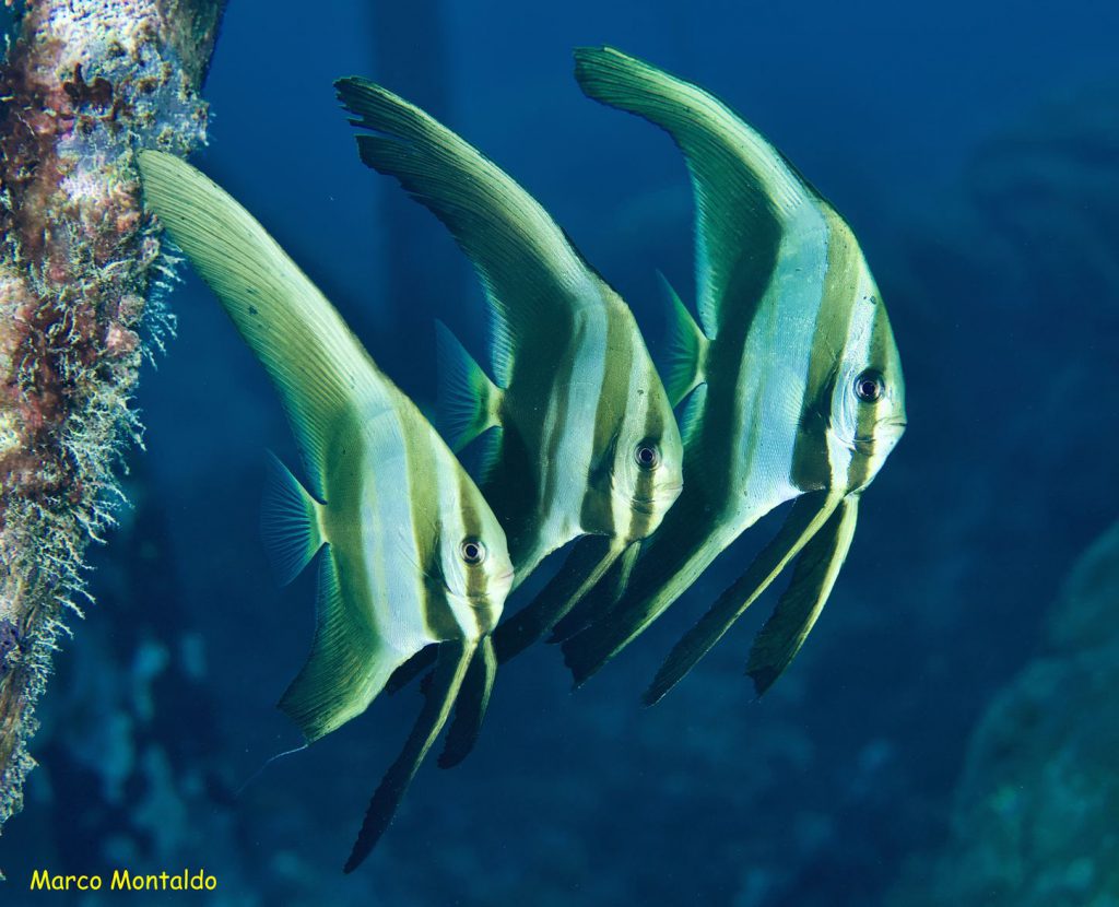  Platax Teira pesci tropicali indonesia raja ampat dayang