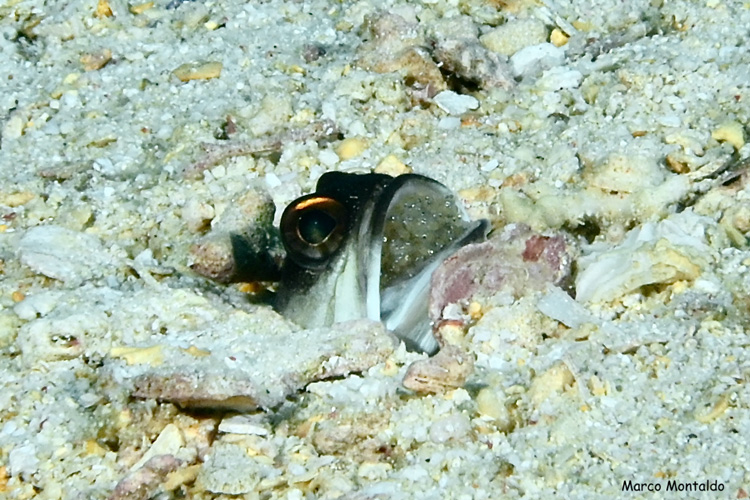 Opistognathus-Randalli agusta indonesia macro foto
