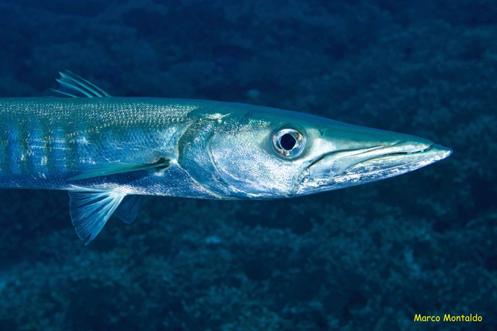   sphyraena jello pesce a raja ampat subacquea