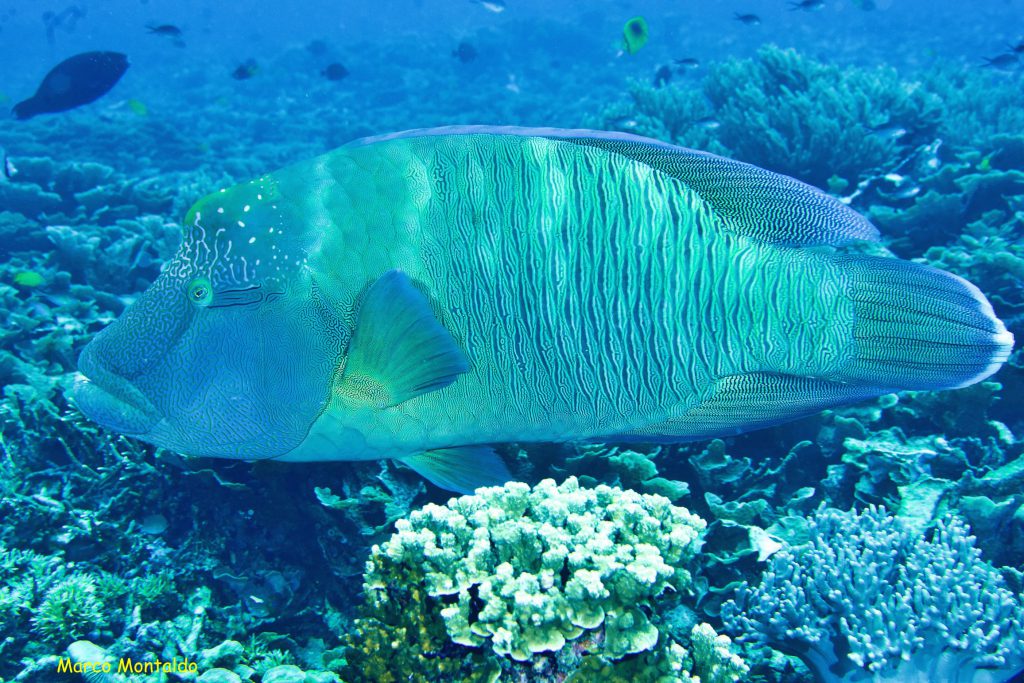 Cheilinus undulatus a Raja ampat