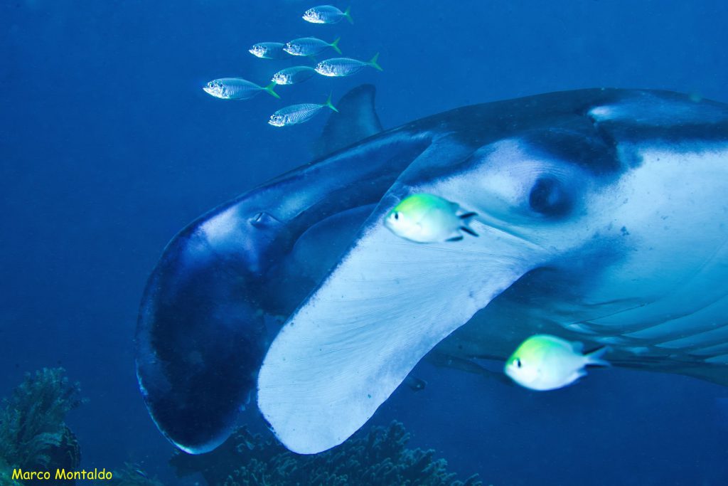  Manta birostris manta a raja ampat sub foto