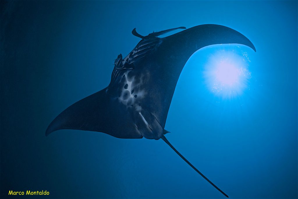 manta in indonesia immersione