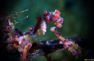 hippocampus-indonesia-dayang