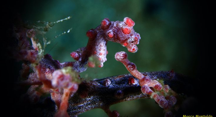 hippocampus-indonesia-dayang