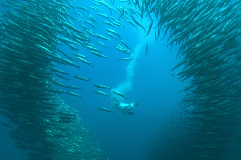 sardine run con subacqueo