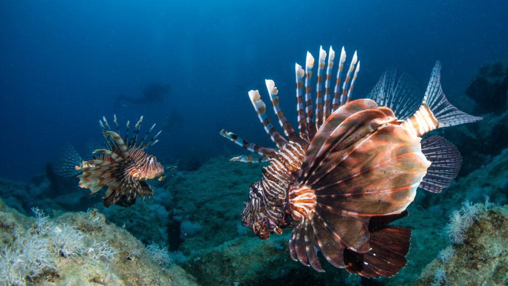 pesce leone aliena mediterraneo