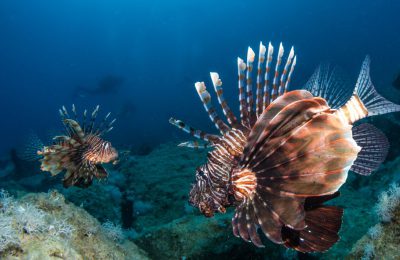 pesce-leone-aliena-mediterraneo