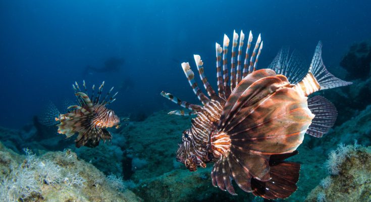 pesce-leone-aliena-mediterraneo