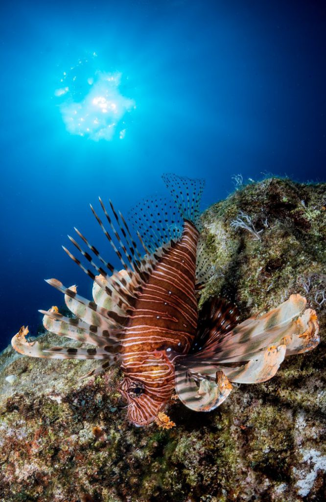 pesce leone invasione del mediterraneo