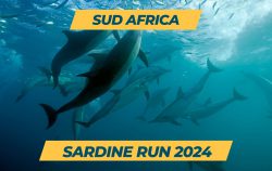 sardine run sud africa