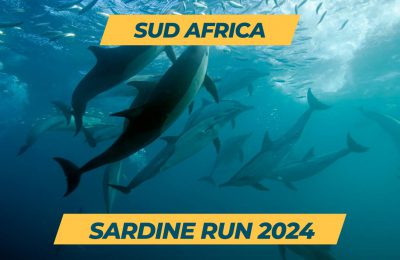 sardine run sud africa