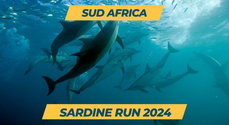 sardine run sud africa