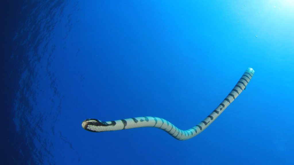 serpente marino in acque poco profonde