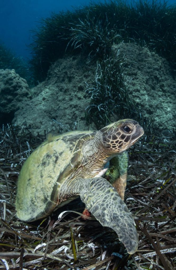 tartaruga caretta