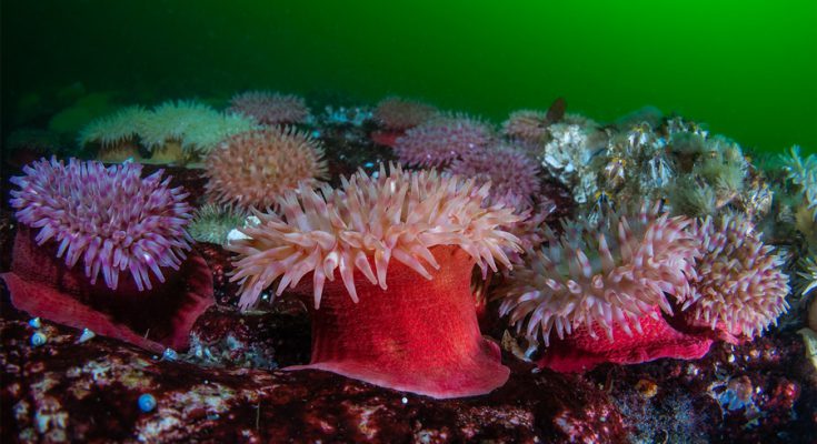Anemoni-subacquea-rapide