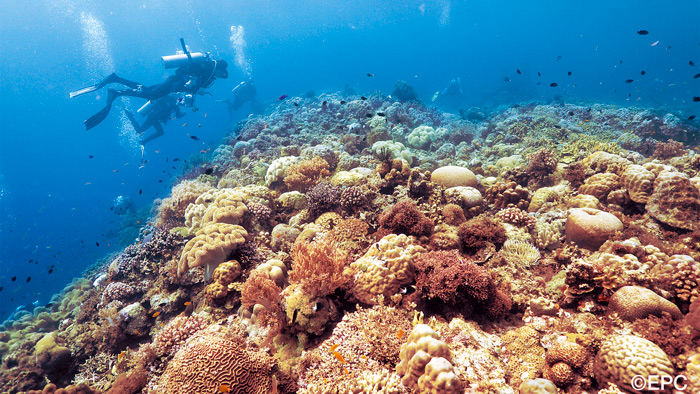 Cabilao-Island--subacquea-filippine barriera corallina gruppo subacquei