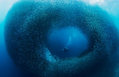 Moalboal,-Cebu-sardine