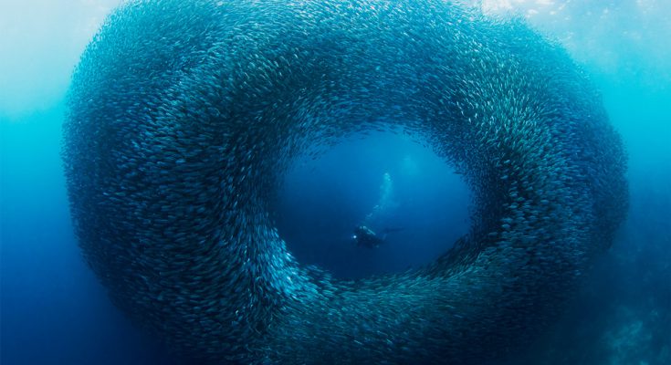 Moalboal,-Cebu-sardine