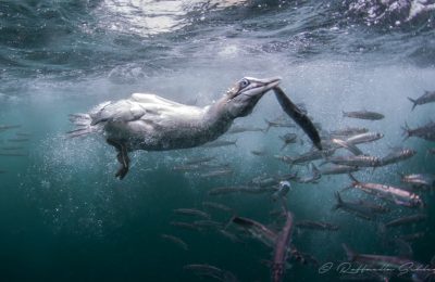 cormorano-Sardine-run-Raffaella-Schlegel