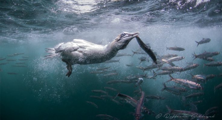 cormorano-Sardine-run-Raffaella-Schlegel