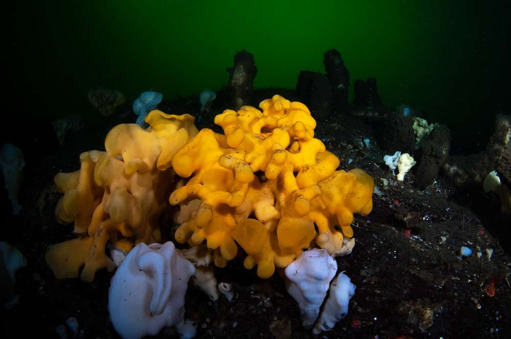 coralli canada rapide