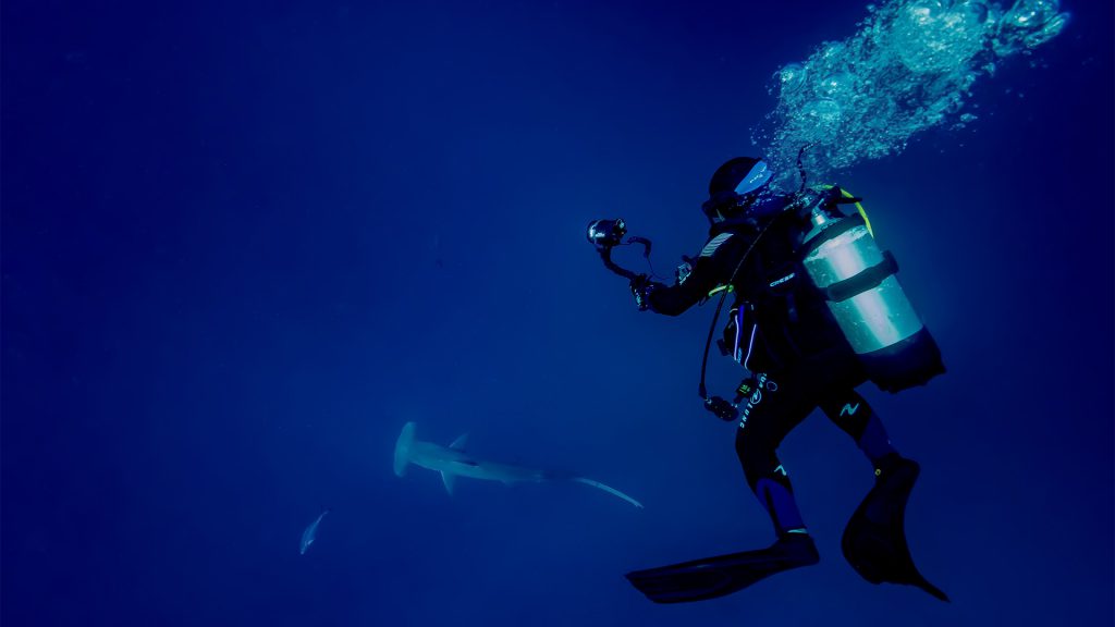 foto-squalo-martello-subacqueo