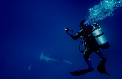 foto-squalo-martello-subacqueo