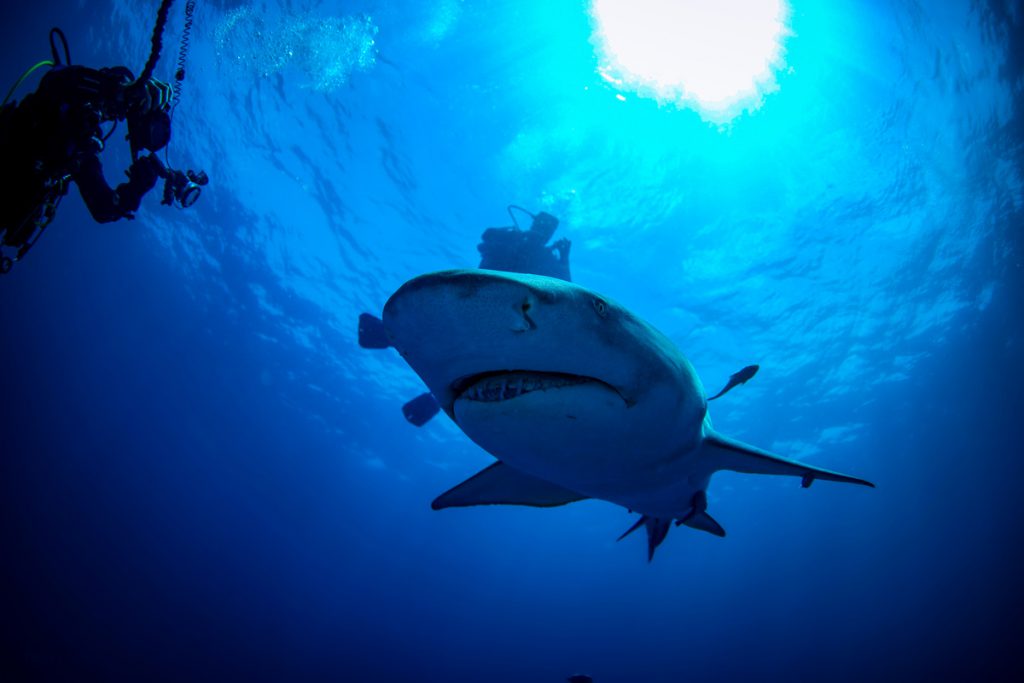 foto-squalo-subacquea