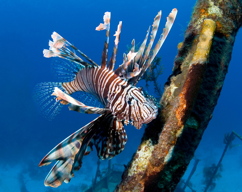 pesce-leone-bahamas-nosy