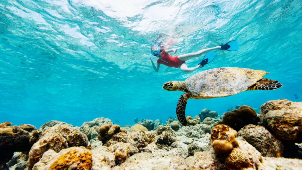 snorkeling tartaruga