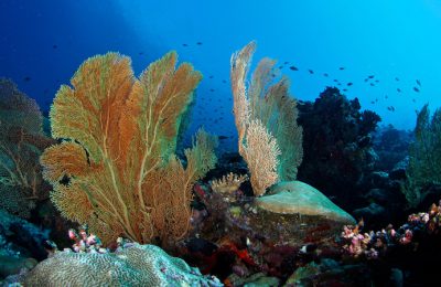 Crociera-maldive-coralli-Franco-Isabella-