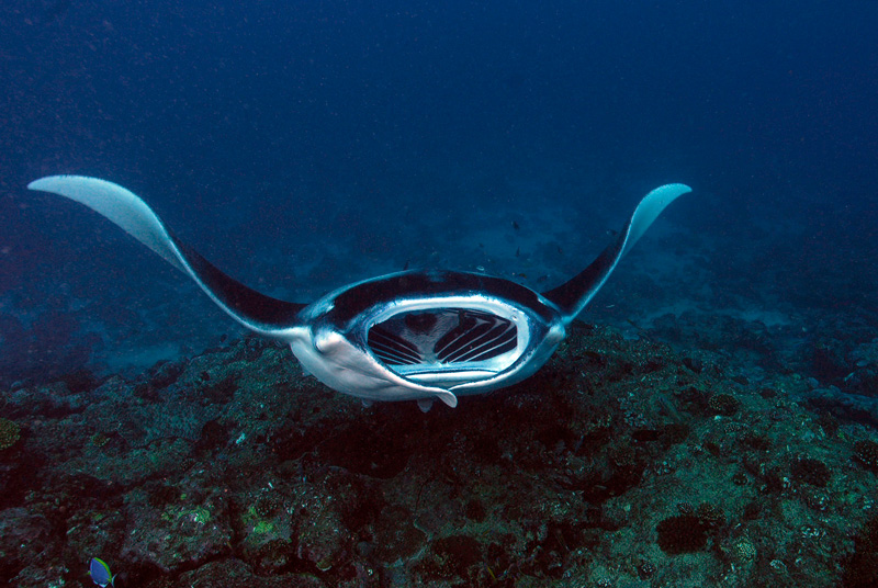 Manta-maldive-sub immersione animali marini