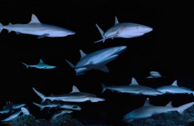 Branco di squali