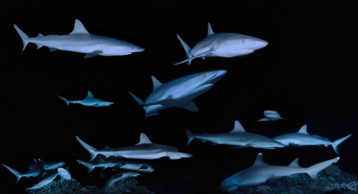 Branco di squali