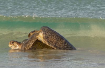 coppia-tartarughe-marine-accoppiamento