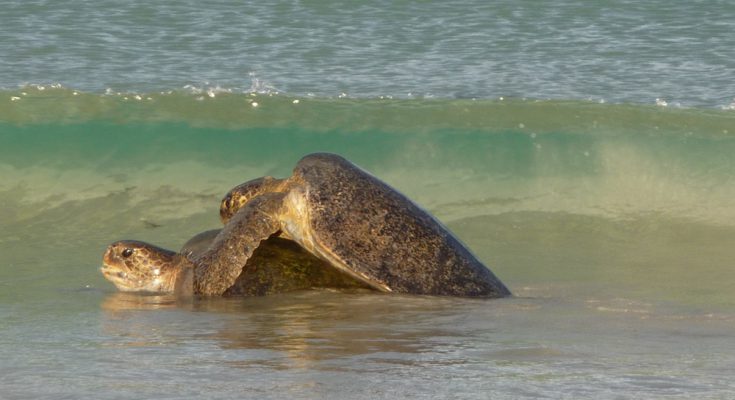 coppia-tartarughe-marine-accoppiamento