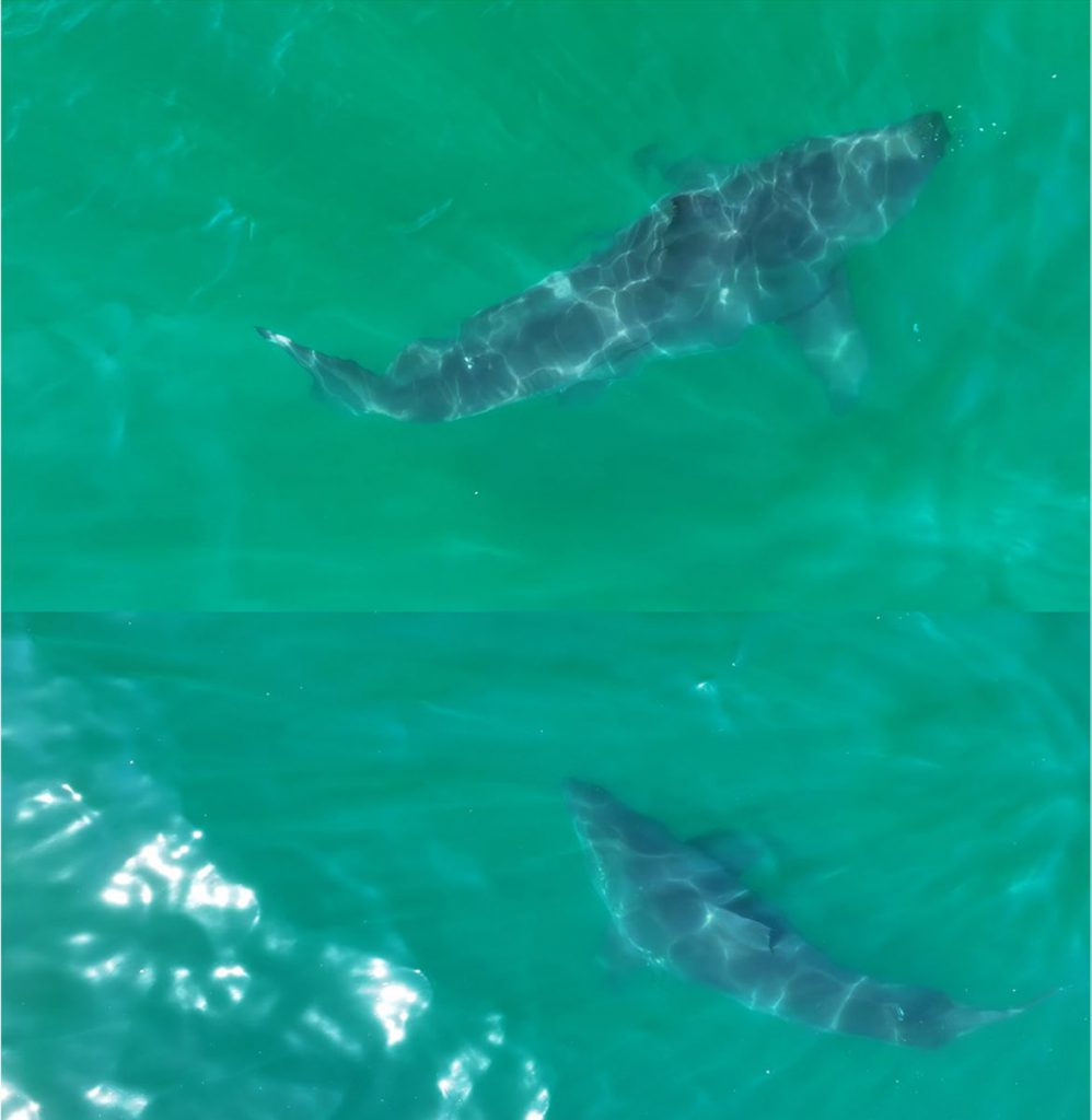 cucciolo-squalo-bianco-drone filmato in california