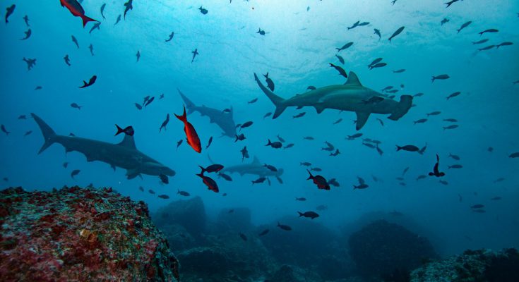 danishark arabia saudita