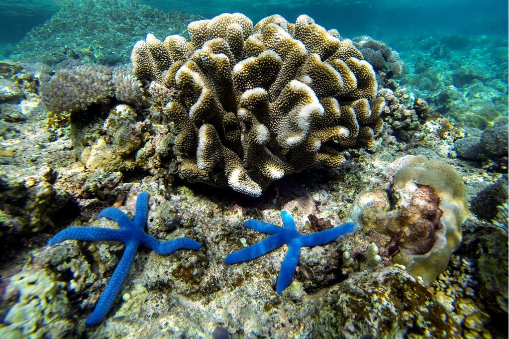 filippine subacquea stella marina