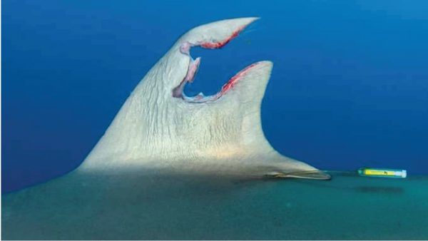 pinna danneggiata squalo seta