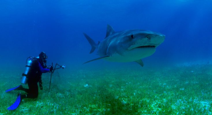 squalo subacquea attacco sub