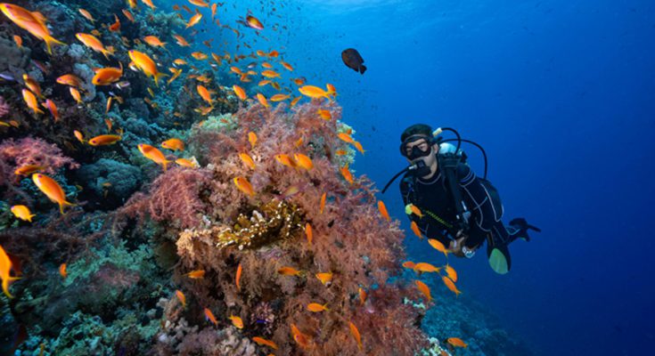 intelligenza artificiale per vacanza subacquea, cercare vacanze sharm el sheikh