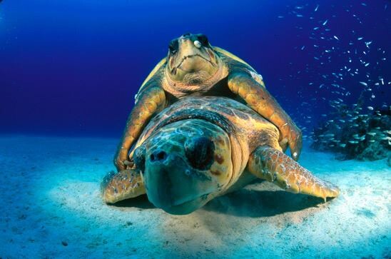 coppia di tartarughe marine