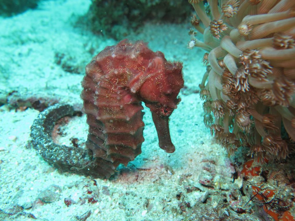 Cavalluccio marino in Oman