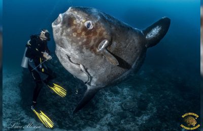 Mola Mola luna pesce subacquea bali