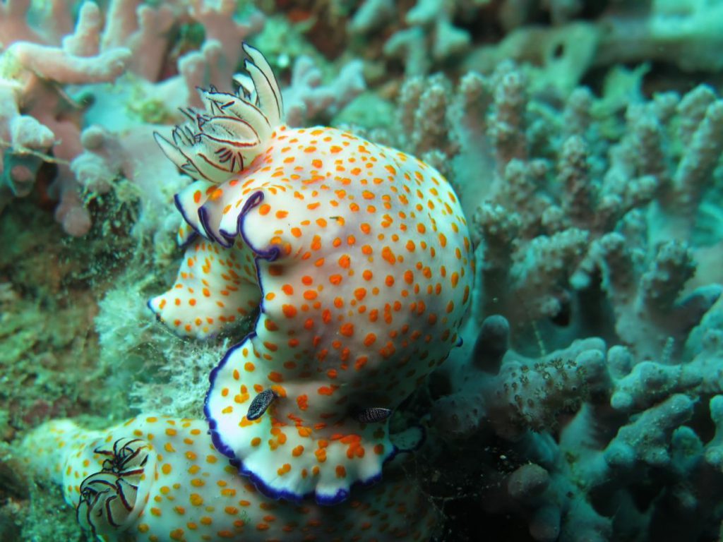 nudibranco anemoni coralli marini durante immersione sub