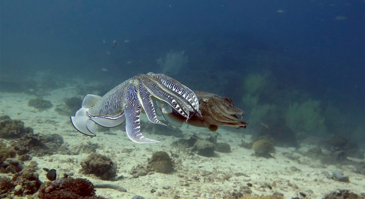 seppie-oman-subacquea