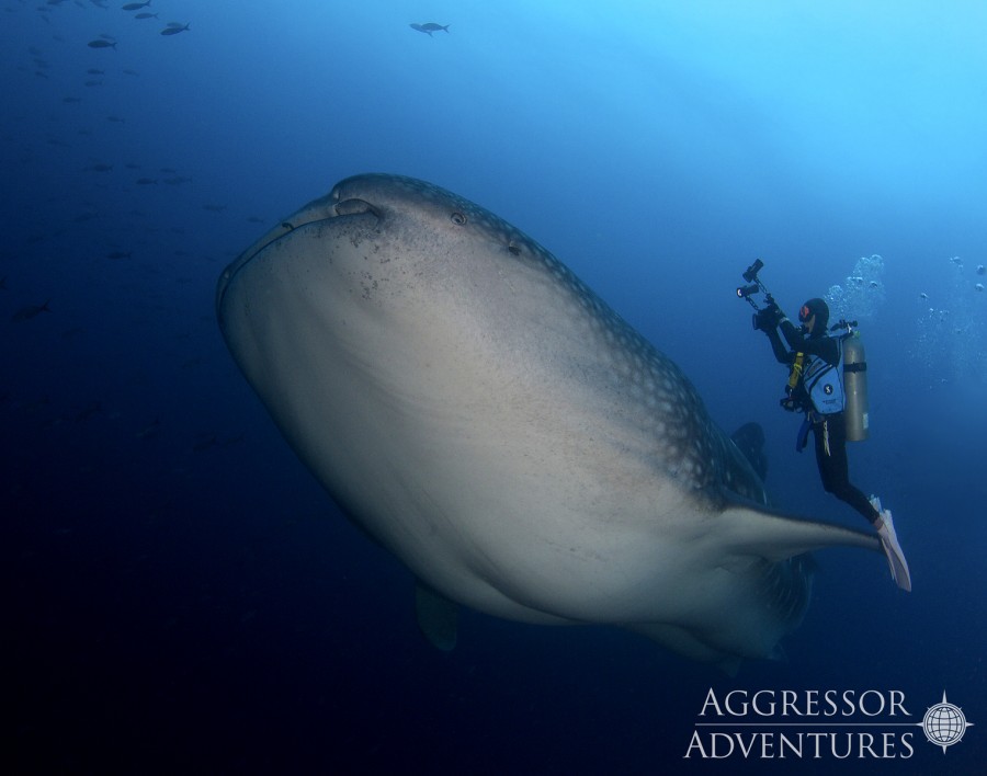 subacqueo fotografa squalo balena alle galapagos